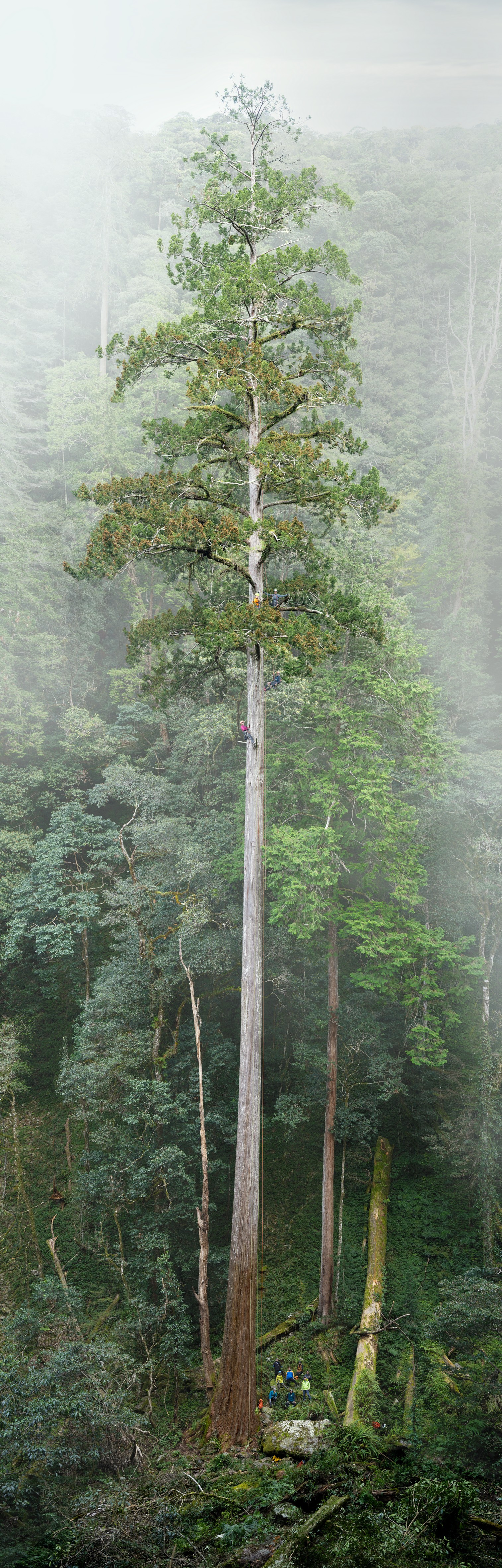 A full image of "The Heaven Sword", East Asia's tallest tree, from top to bottom.